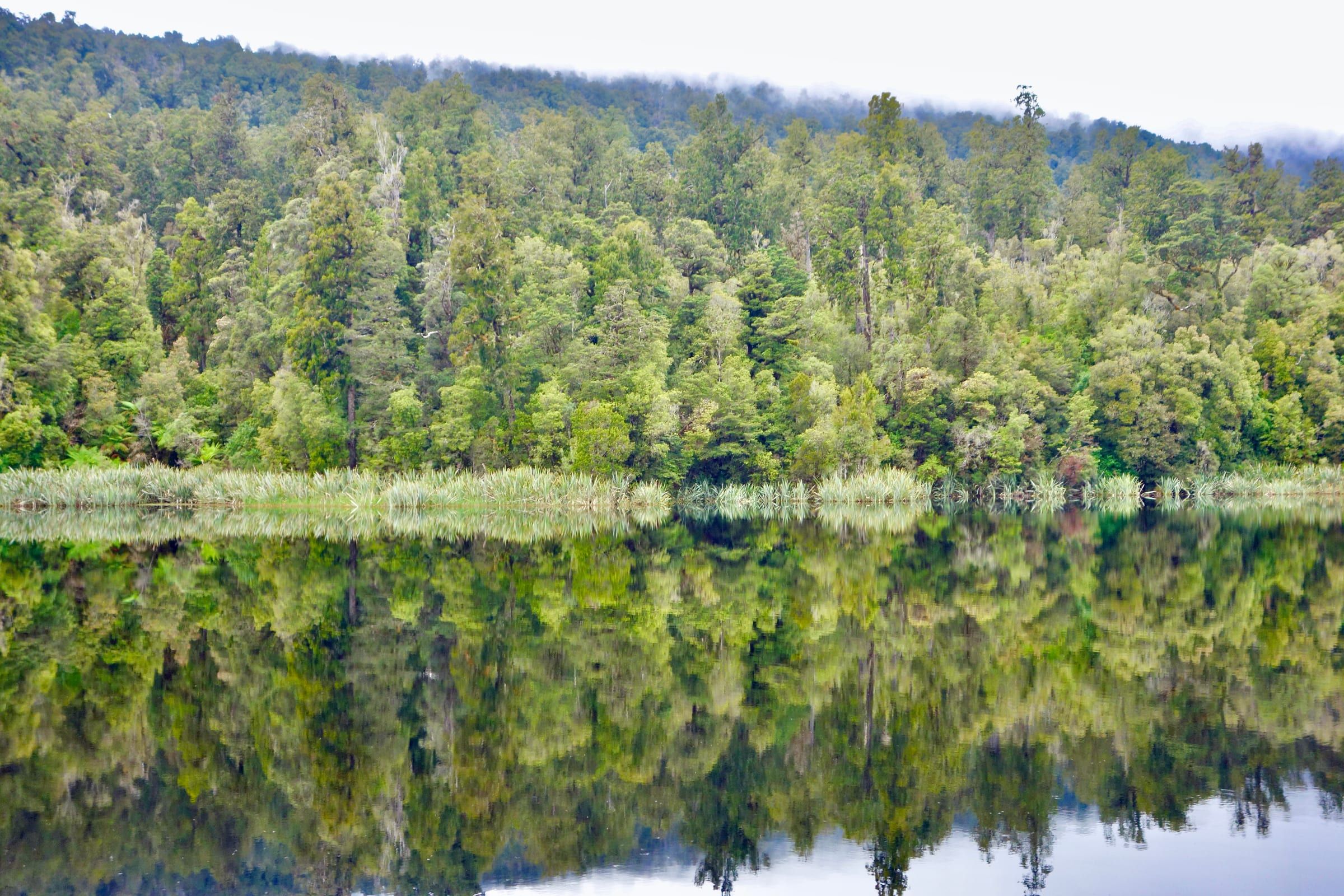 Still, mirror-like water at Lake Matheson reflecting the native forest on its far bank, low cloud sitting over the treeline