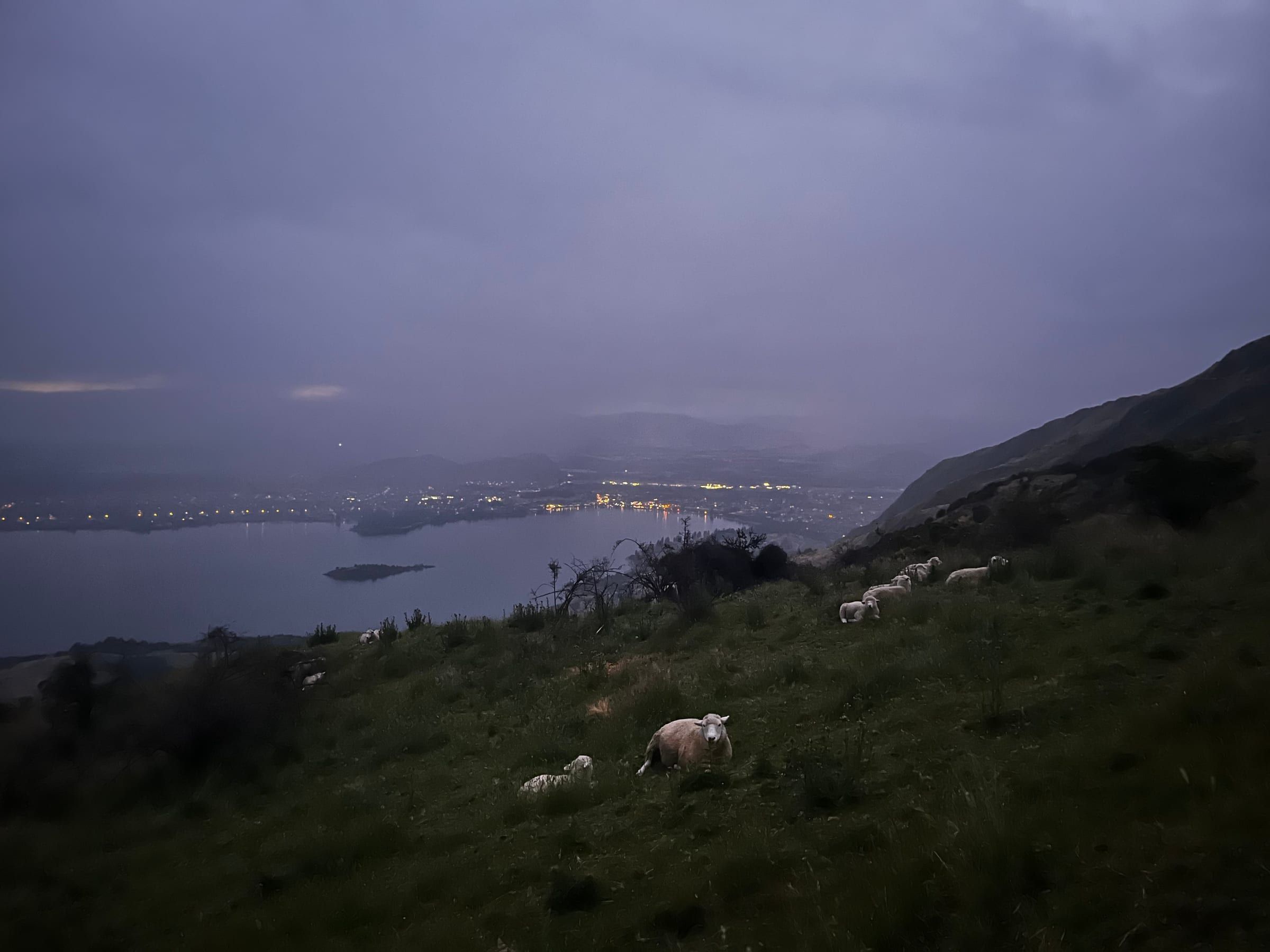 Blue-hour view down toward Wanaka's lit-up township and lake, sheep silhouetted on the hillside in the foreground