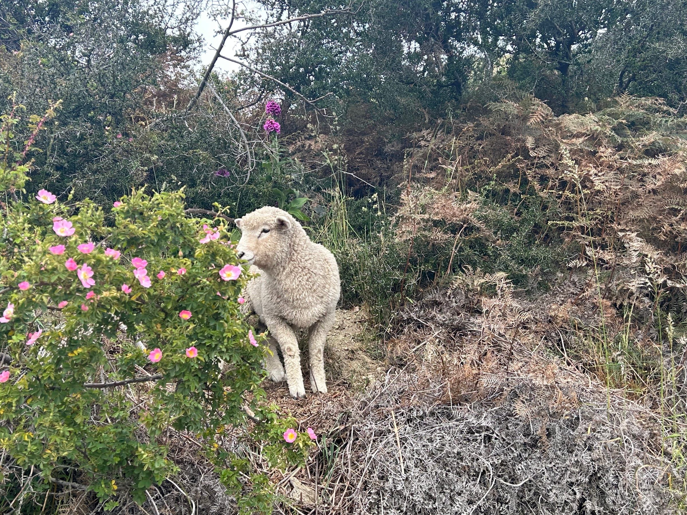 A sheep grazing beside a wild rose bush on the descent, soft daylight