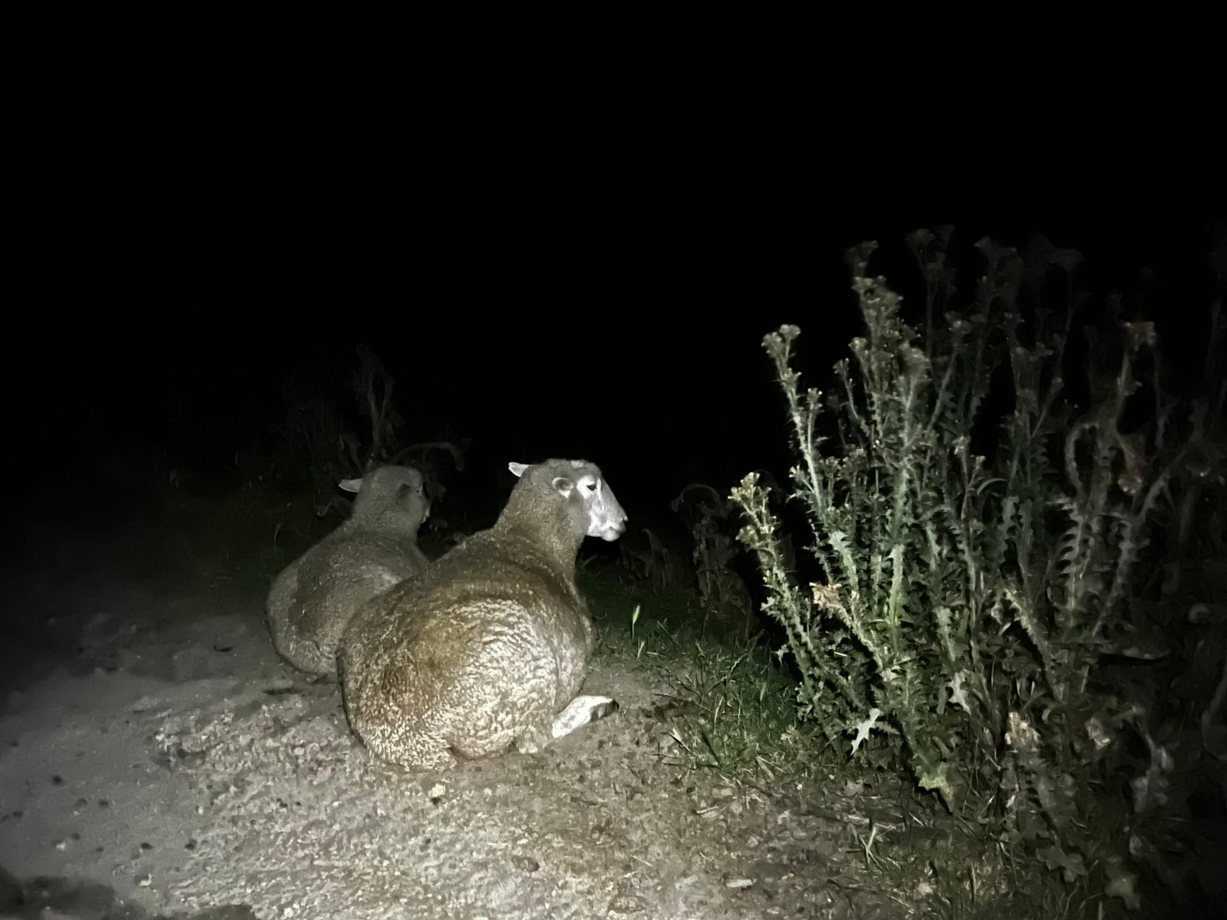 Two sheep caught in torchlight on the dark trail at night